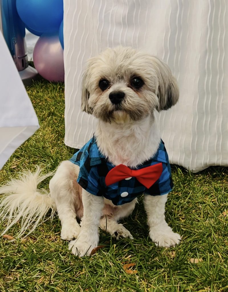 Bobby, lost dog, Shitzu