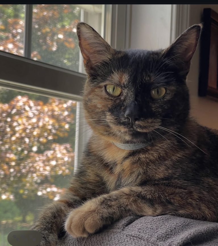 Juno, lost cat, Torti