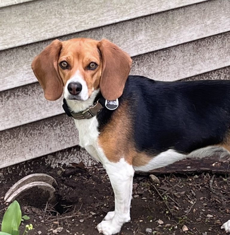 Bambi, lost dog, Beagle