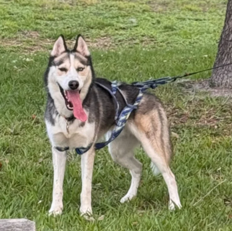 Shopy, lost dog, Husky
