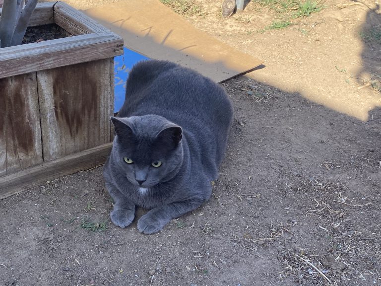 Alice, lost cat, American shorthair