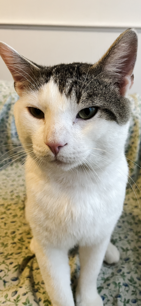 Mickey, lost cat, Not sure