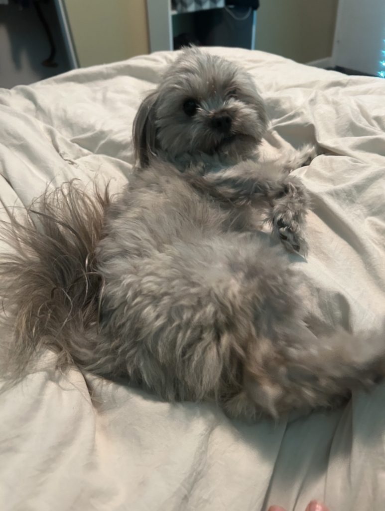 Murphy, lost dog, shitzu