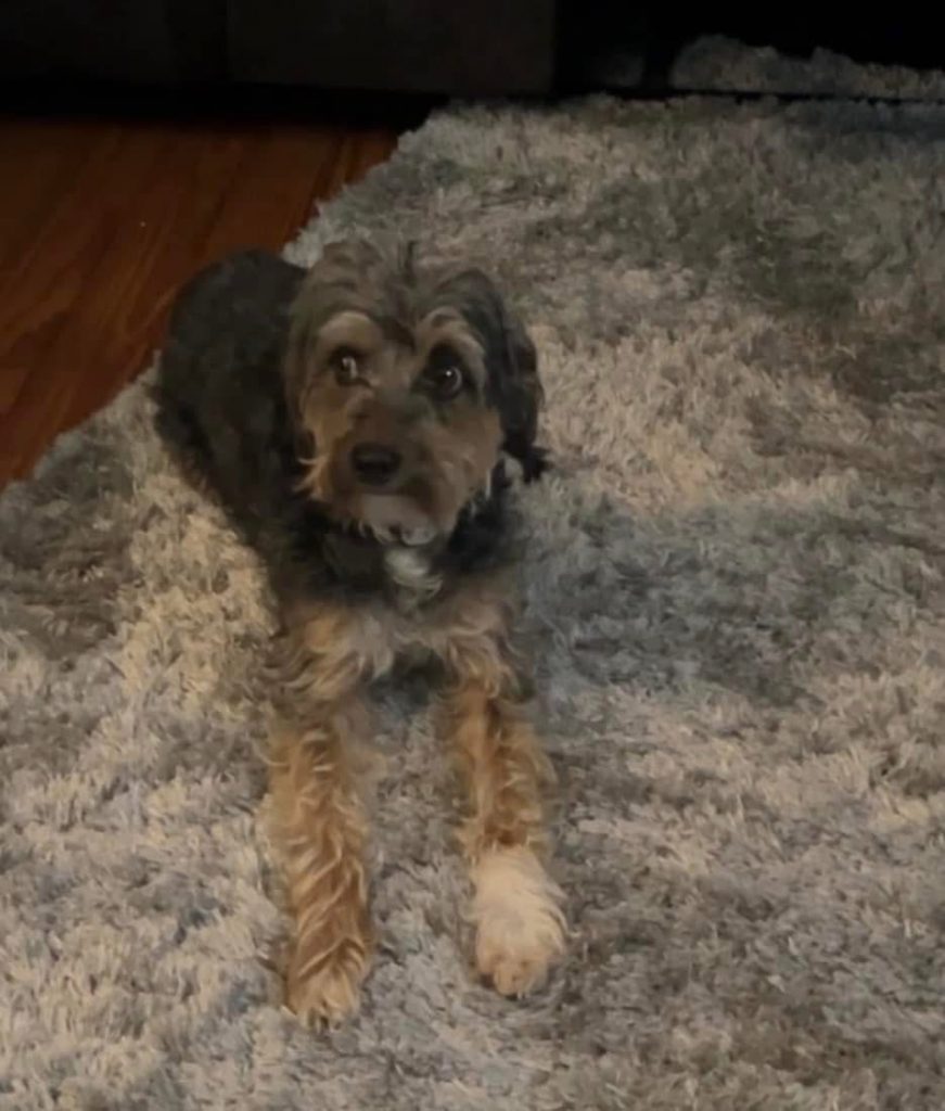 Leo, lost dog, Yorkie poodle