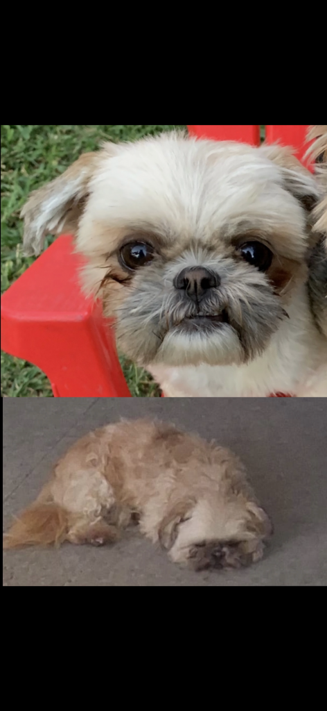 Mia, lost dog, Shih Tzu
