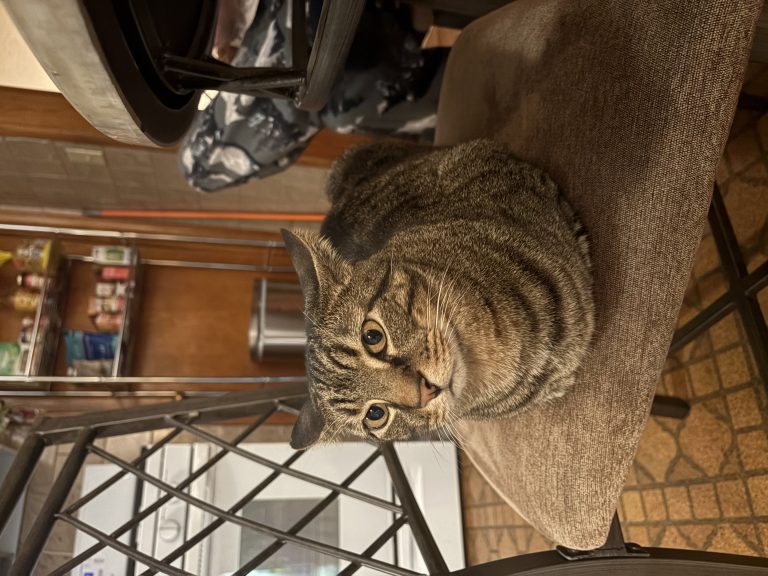 Milo, lost cat, House cat