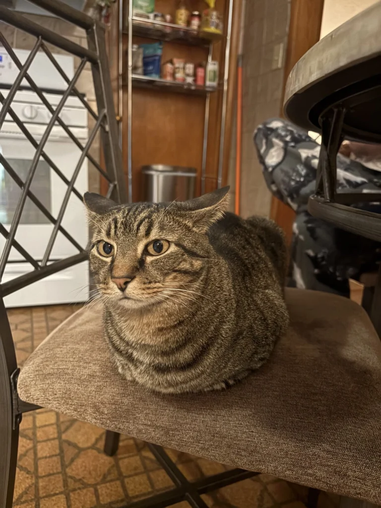 Milo, lost cat, House cat
