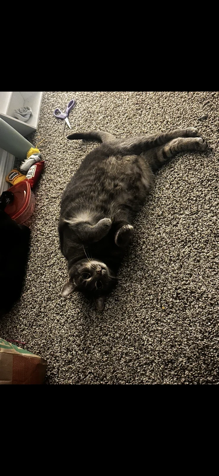 Ellie, lost cat, American Shorthair