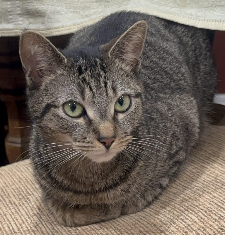 Jesse, lost cat, Egyptian Mau