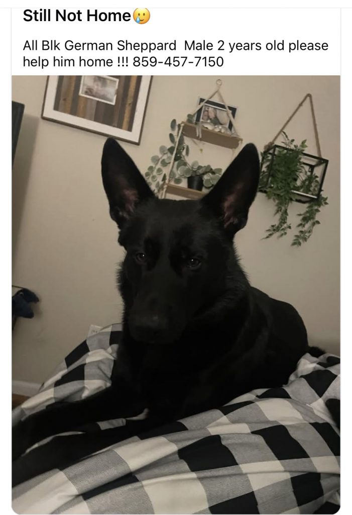 Knox, lost dog, German Shepard