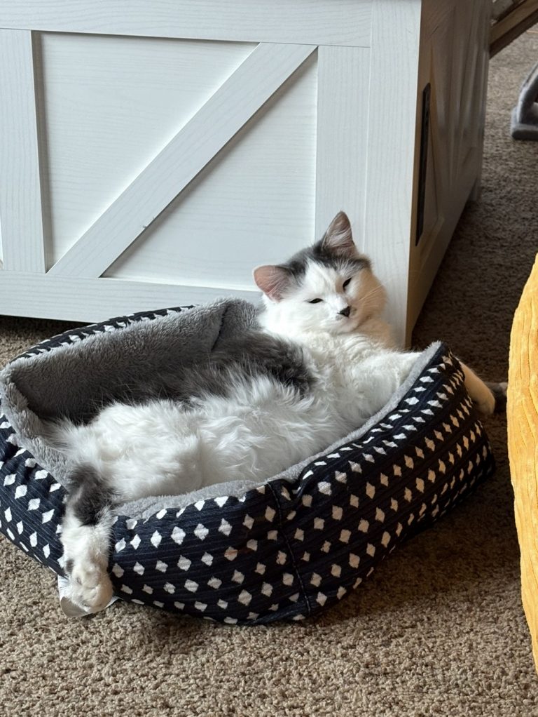 Mac, lost cat, Domestic longhair