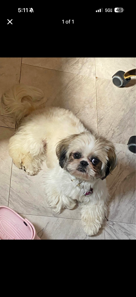 Honey, lost dog, Shihzu
