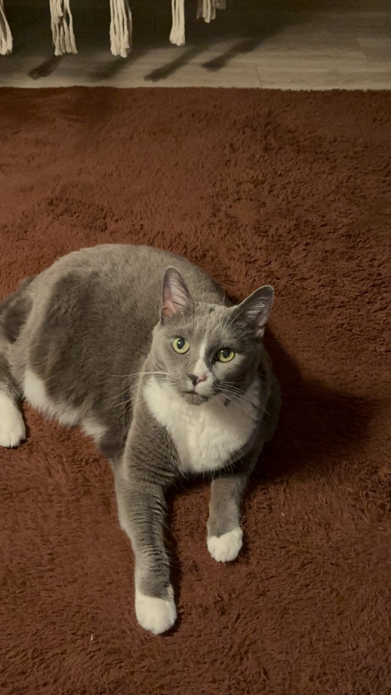 Sarah, lost cat, Russian Blue Main Coon mix