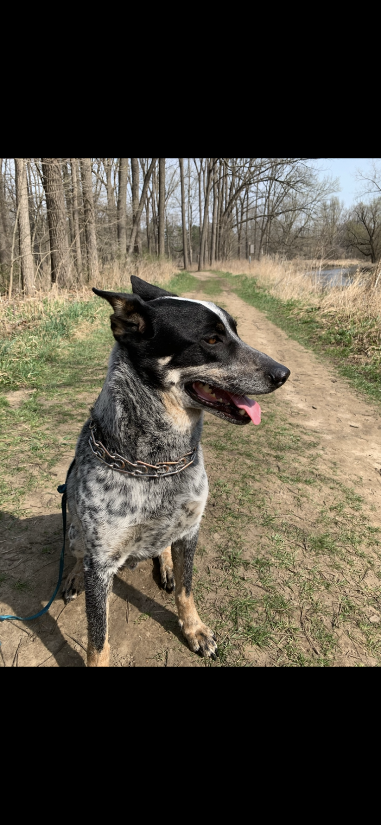 Blue, lost dog, Cattle dog mix