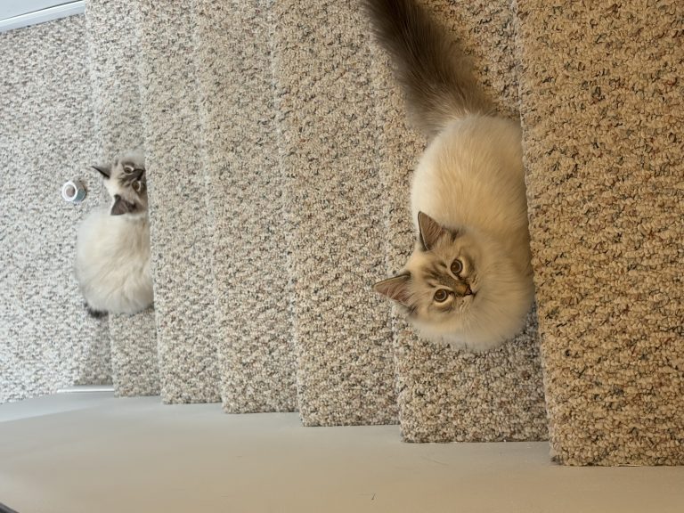 Bella, lost cat, Ragdoll