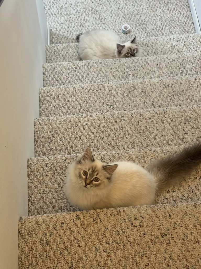 Bella, lost cat, Ragdoll