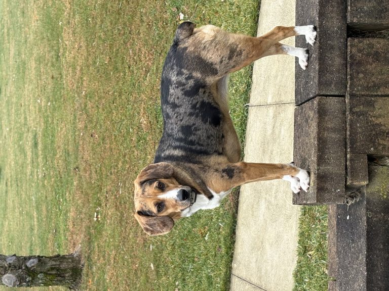 Rosie, lost dog, Beagle