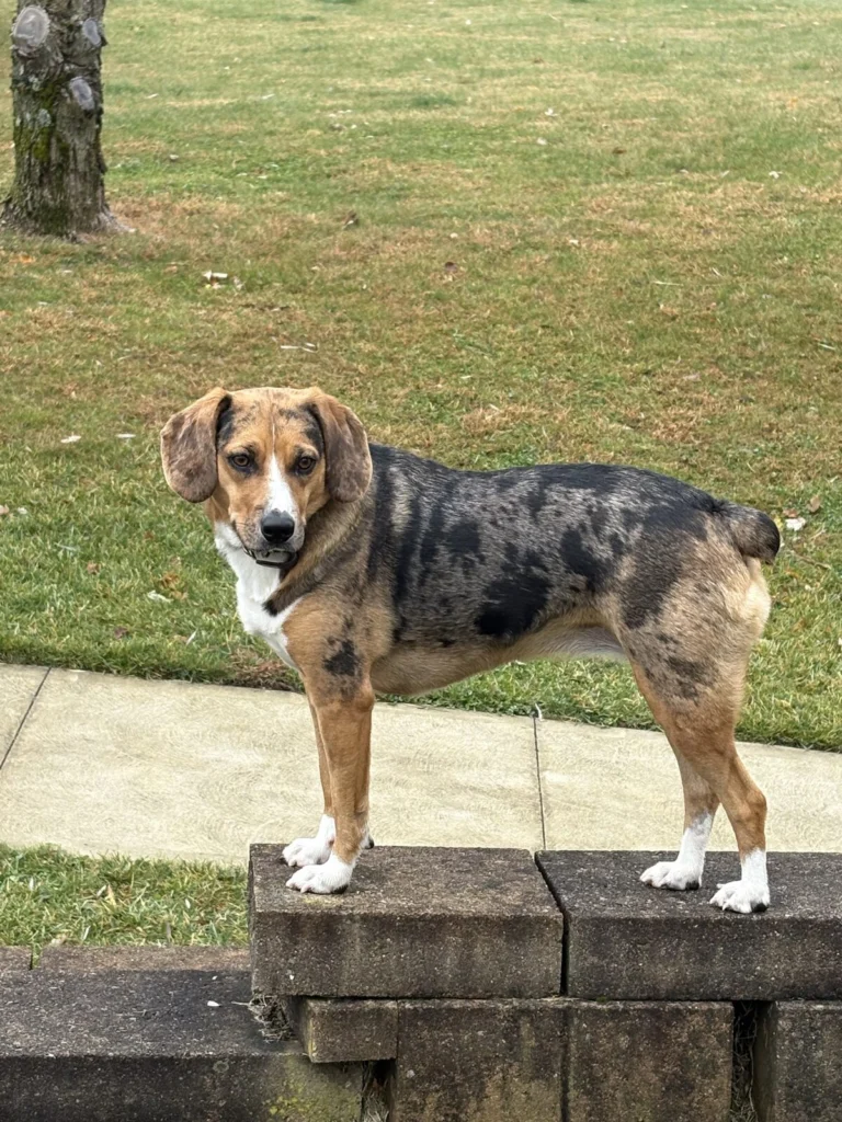 Rosie, lost dog, Beagle