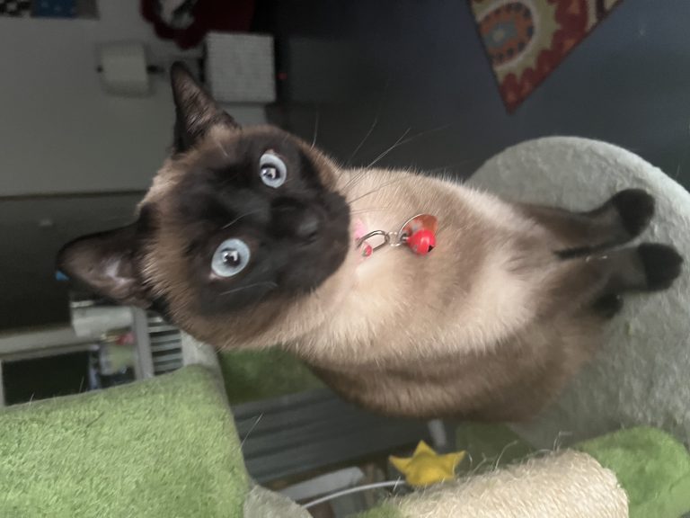 Stormy, lost cat, Siamese