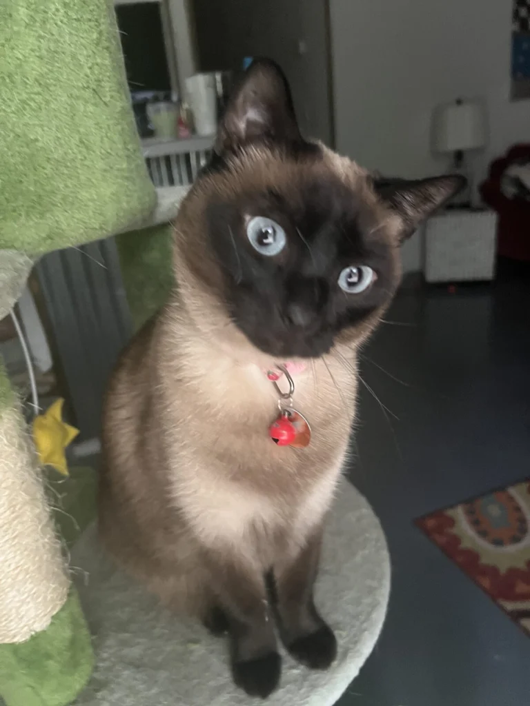 Stormy, lost cat, Siamese