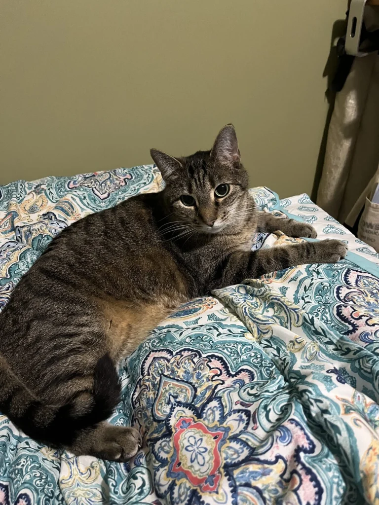 Laymoon, lost cat, Tabby
