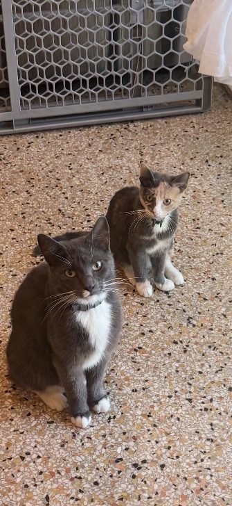 Baby Cat, lost cat, Manx