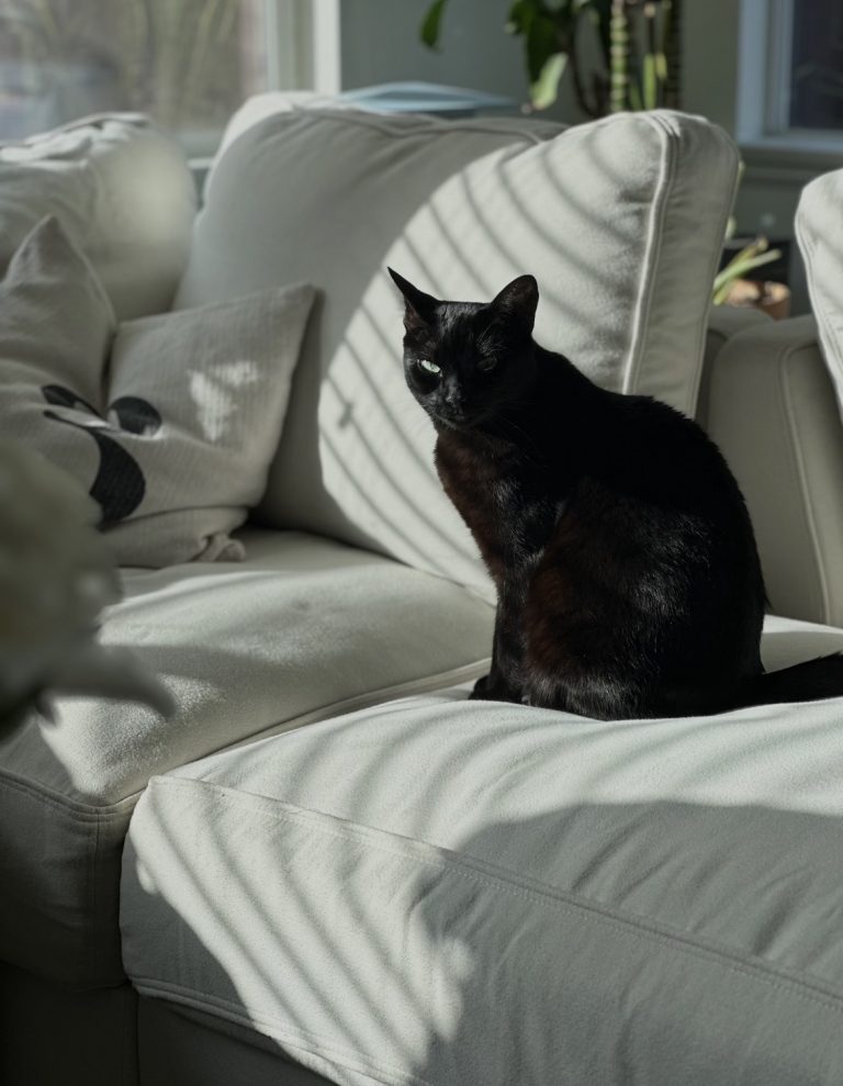 Rika, lost cat, Bombay