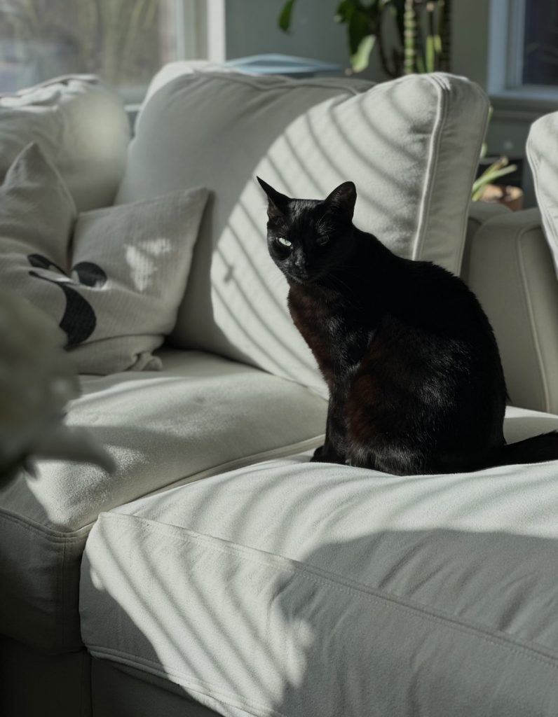 Rika, lost cat, Bombay