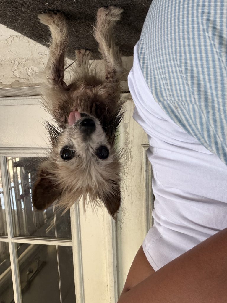 Princess, lost dog, Yorkie terrier
