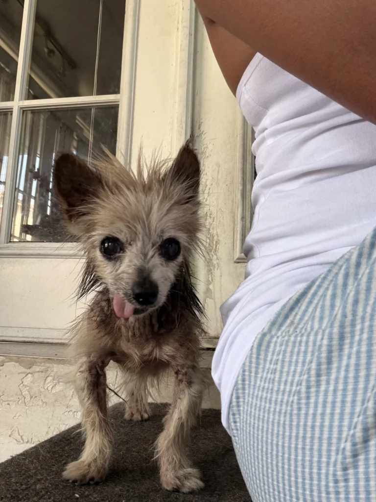 Princess, lost dog, Yorkie terrier