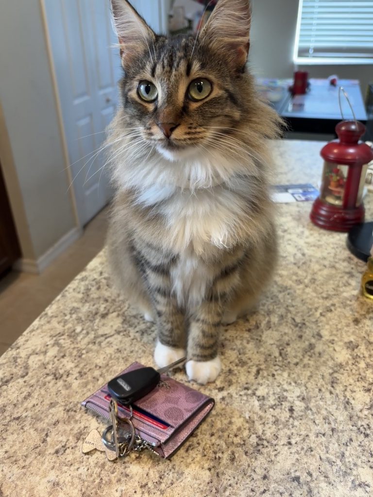 Myla, lost cat, Domestic Tabby