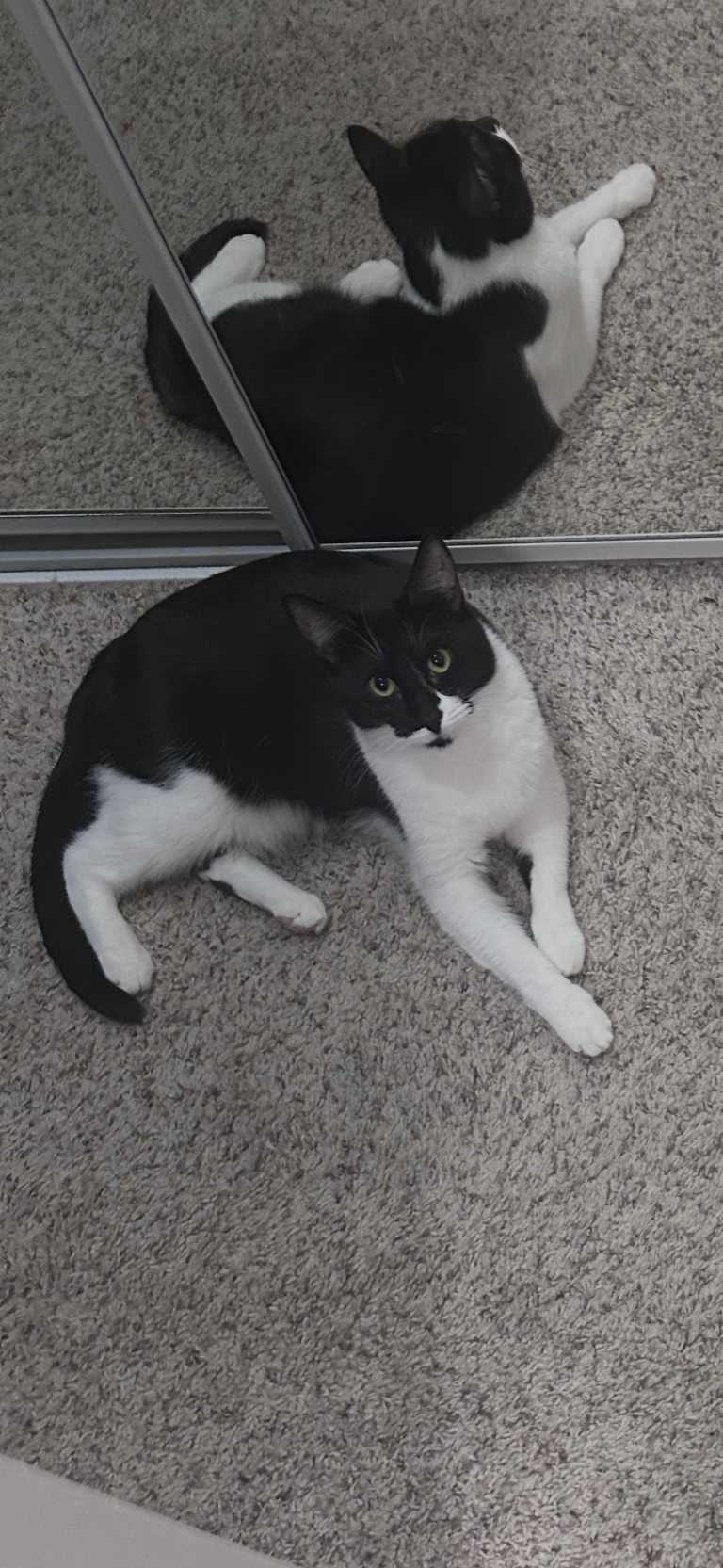 Cherry, lost cat, Tuxedo