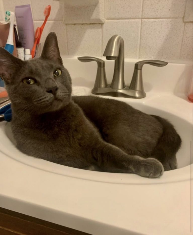 Moose, lost cat, Russian Blue