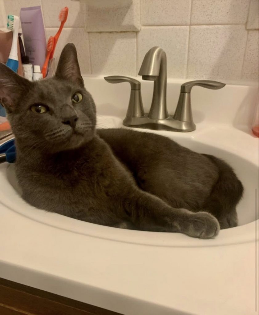 Moose, lost cat, Russian Blue