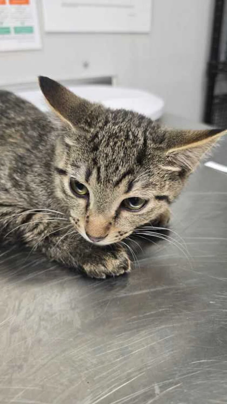Ghoulie, lost cat, Domestic short hair tabby