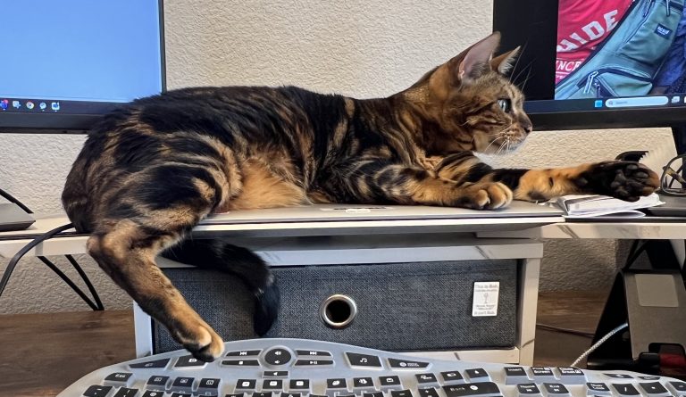 Marbles, lost cat, Bengal