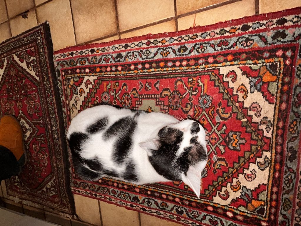 Pat, lost cat, Mixed