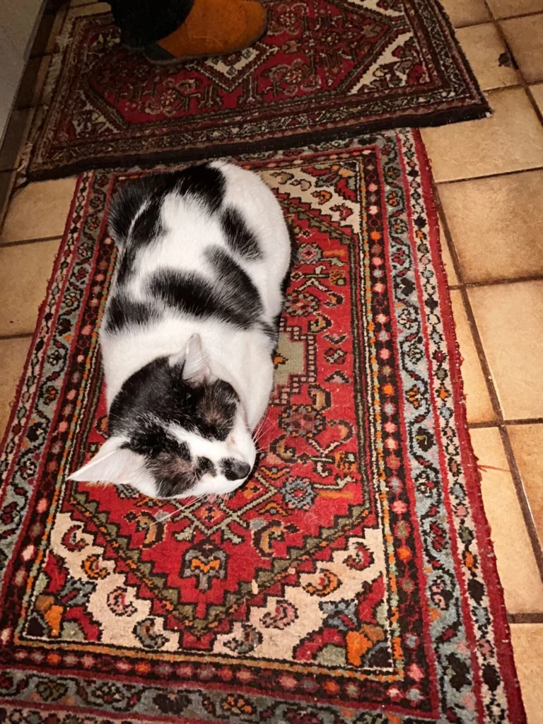 Pat, lost cat, Mixed
