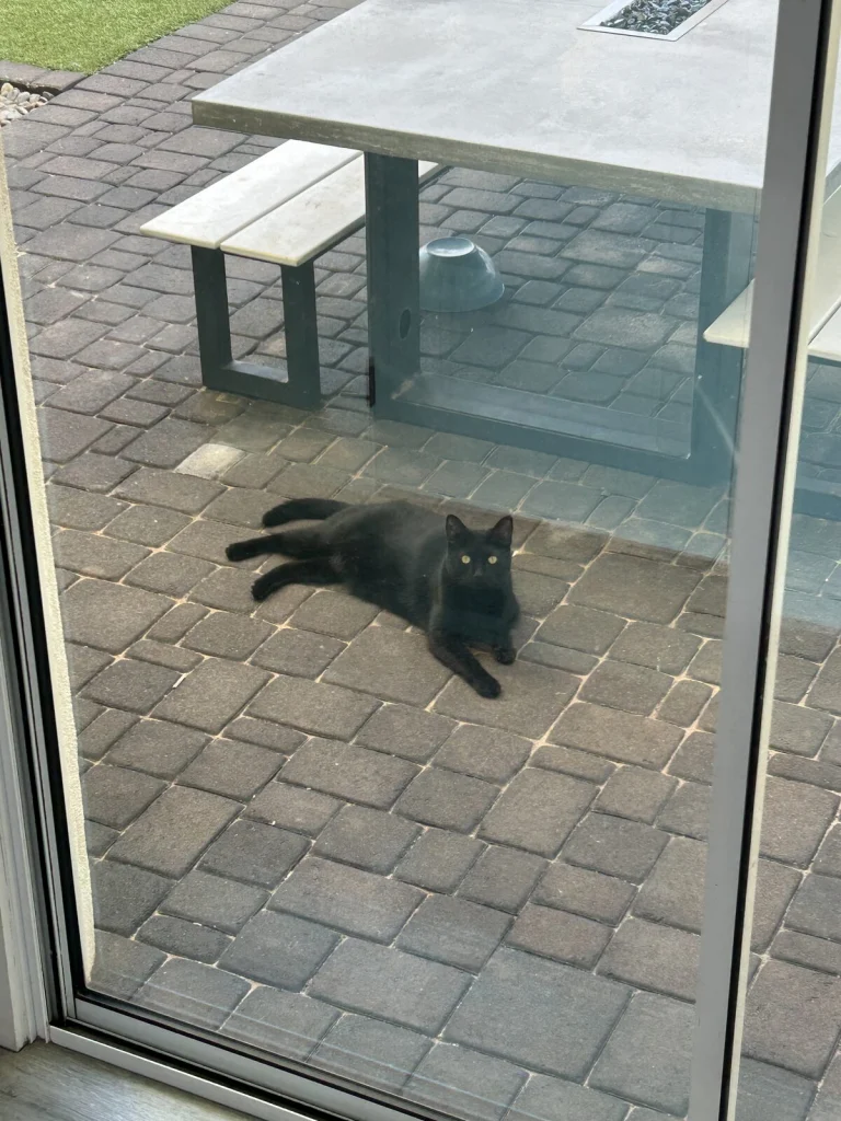 Found Cat, found cat, Unknown