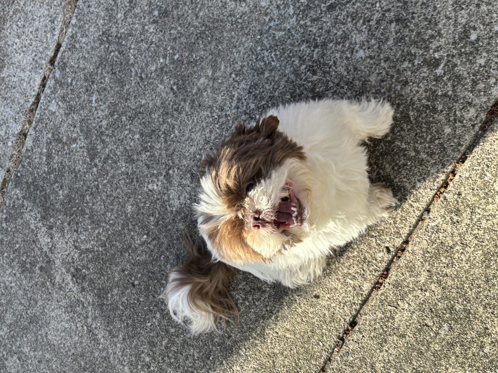 Brice, lost dog, Shizu