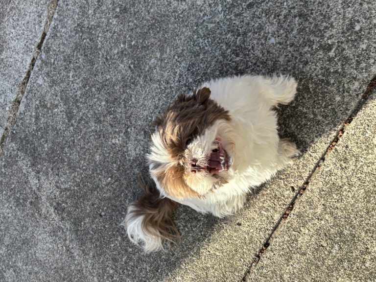 Brice, lost dog, Shizu