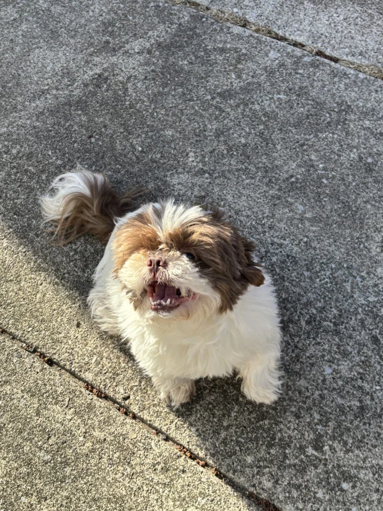 Brice, lost dog, Shizu