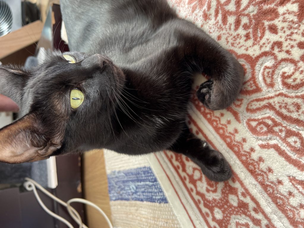 Simba Girl, lost cat, Bombay