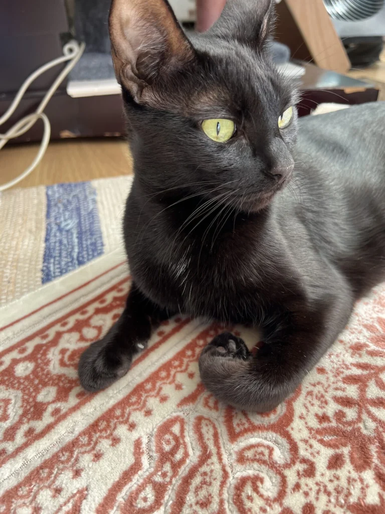 Simba Girl, lost cat, Bombay