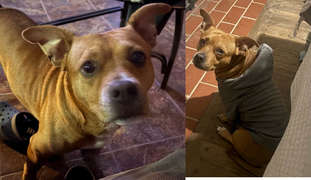 Buddy, lost dog, Pit bull terrier