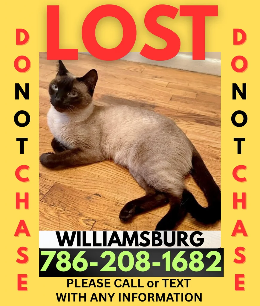 Joe, lost cat, Siamese