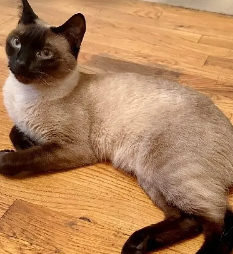 Joe, lost cat, Siamese