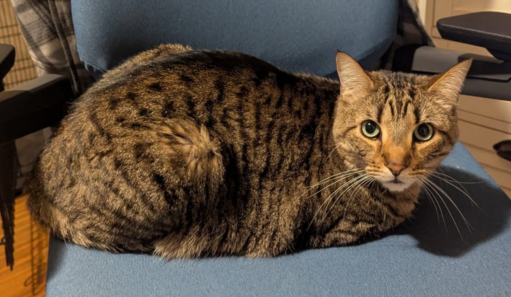 Kevin, lost cat, American Shorthair