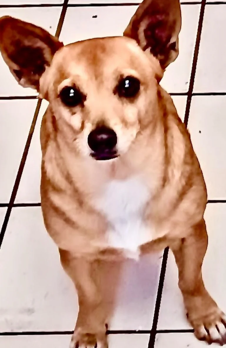 Liv, lost dog, Chihuahua Mix