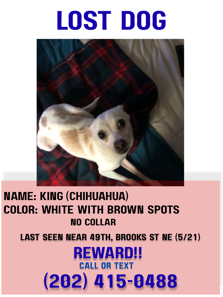 King, lost dog, Chihuahua